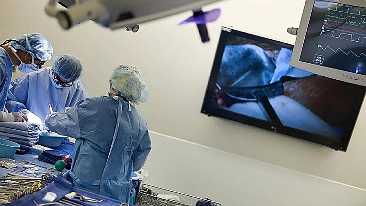 Andalucía celebrates 2025 as a record year for organ donations and transplants