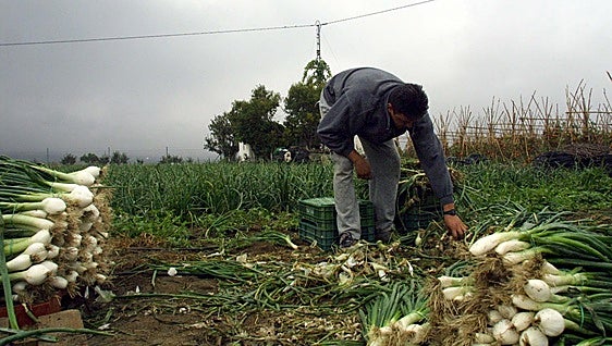 Residency to be granted to 500,000 undocumented migrants in Spain