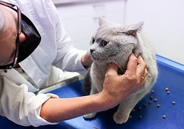 Pets can develop food allergies: how to recognise the symptoms