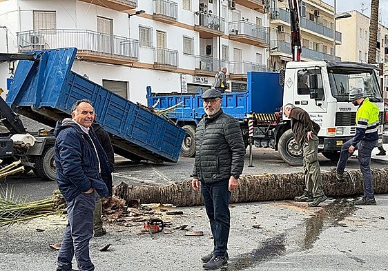 Felling of palm trees in Salobreña.