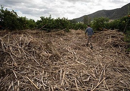 A farmer walking in a citrus fruit farm in Cártama after the storm.