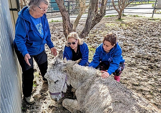 Volunteers attend to one of the rescued donkeys.