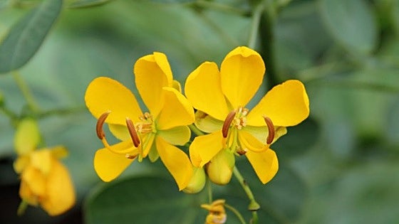 Senna bicapsularis