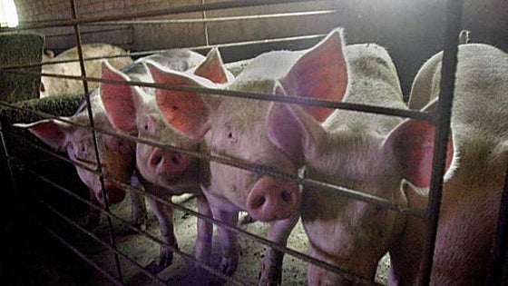 Malaga pig theft bust: three arrested for stealing hundreds of animals and machinery from livestock farms