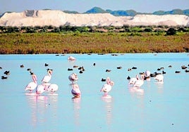 Flamingos in Doñana's wetlands, now full of water after the recent trail of storms that hit Andalucía with force.