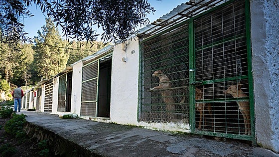 Malaga police investigate theft of 45 dogs from hunting association