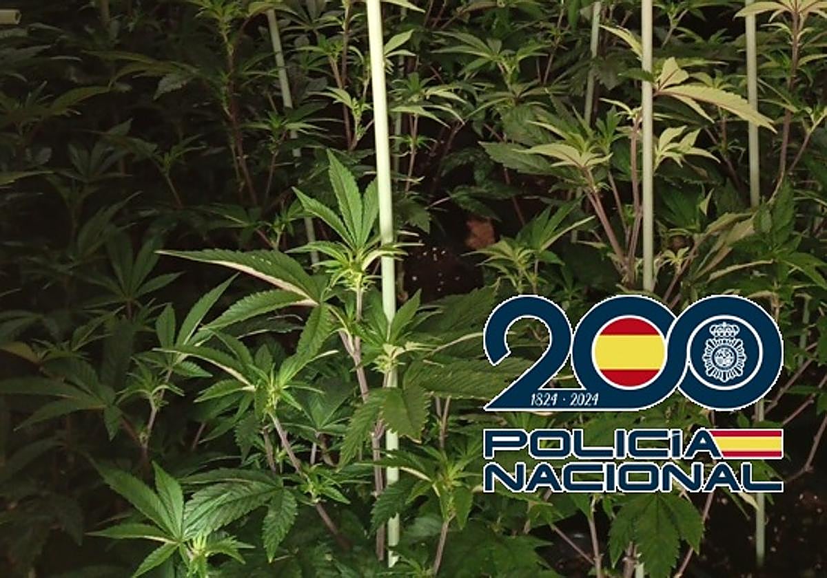 Malaga drug offence: police arrest tenant who turned flat into cannabis greenhouse
