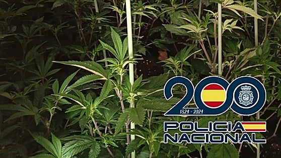 Malaga drug offence: police arrest tenant who turned flat into cannabis greenhouse