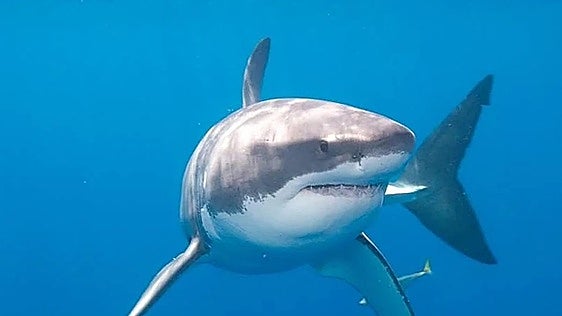 Are there great white sharks off Granada's Costa Tropical?