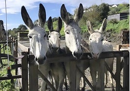The event offers the opportunity to meet some of the donkeys.