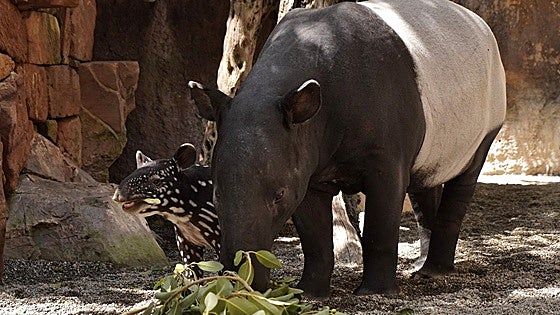 Bioparc Fuengirola announces the death of Rawa, its emblematic female Malayan tapir