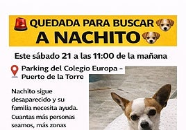 Malaga city neighbourhood mobilises search for Nachito, a 16-year-old dog missing since Monday