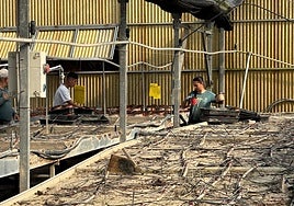 The Viveros Martín garden centre saw the water reach a height of two metres, which led to the loss of installations, machinery and 60,000 plants ready for sale.