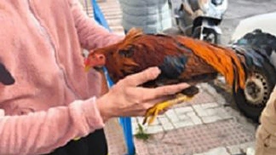 Malaga robbery: two young men steal fighting cocks
