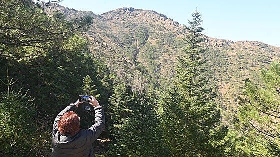 Malaga's forests to gain 100,000 Spanish fir trees in major repopulation push