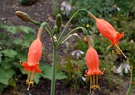 Stenomesson miniatum.