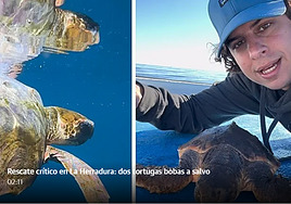 Charlie Sarria shows one of the rescued turtles.