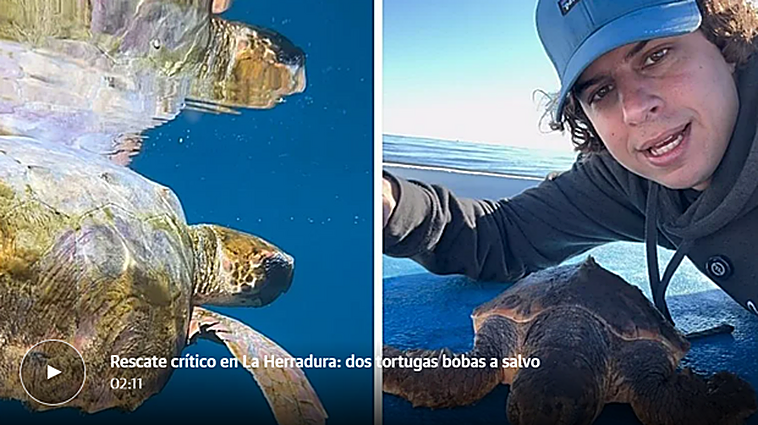 Exhausted loggerhead turtles rescued off Costa Tropical