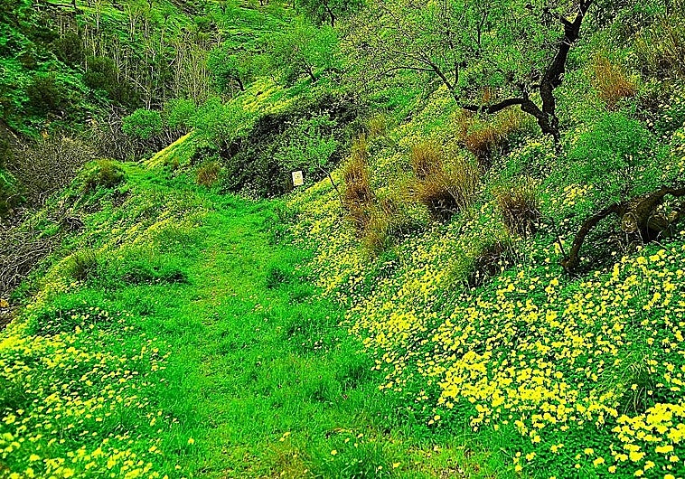 After the rain: the lush green hills of Granada's Alpujarra