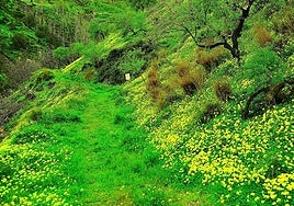 The spectacular green landscape of Granada's Alpujarra after the rain.
