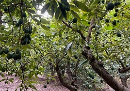 Picture of an avocado plantation in the Axarquía.