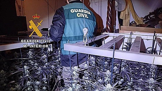 Two arrested and 20 kilos of cannabis seized during raid in Axarquía village