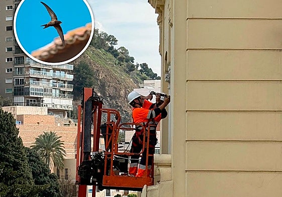Workers closing the gaps in the Casona del Parque facade in Malaga; in the circle photo, a swift in flight.
