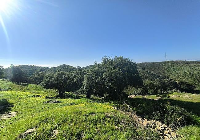 On this route there are many carob trees