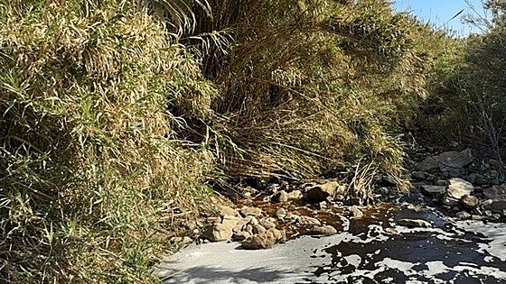 Estepona beach pollution alert: environmentalists report waste plant spills into Arroyo de Enmedio stream