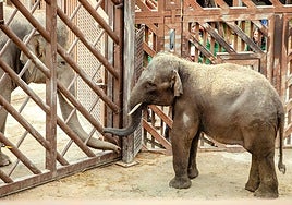 What’s new at Estepona's Selwo Aventura safari park in 2026? Meet Hope, the newest Asian elephant