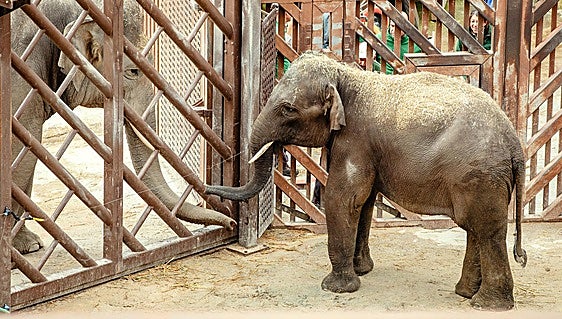 What’s new at Estepona's Selwo Aventura safari park in 2026? Meet Hope, the newest Asian elephant