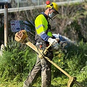 Various actions are being carried out by a team of forestry workers.