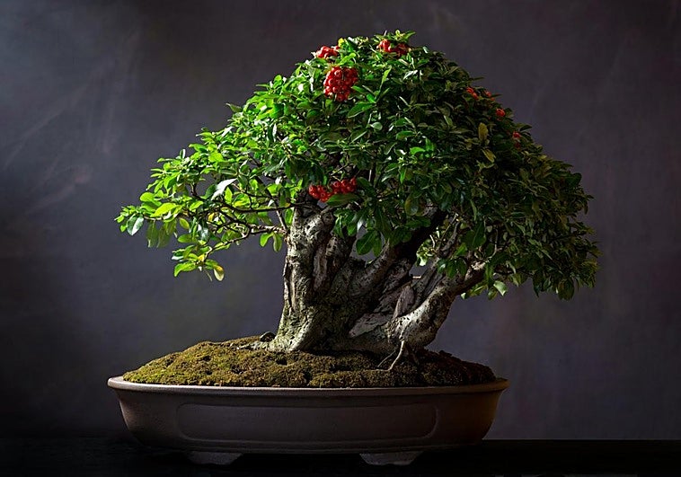 Rare plant fair returns to the Costa over Easter weekend