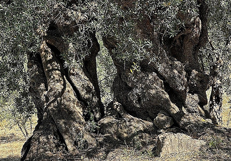 A journey through the roots, history and future of some of Malaga's oldest olive trees