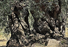 Ancient olive trees in Periana