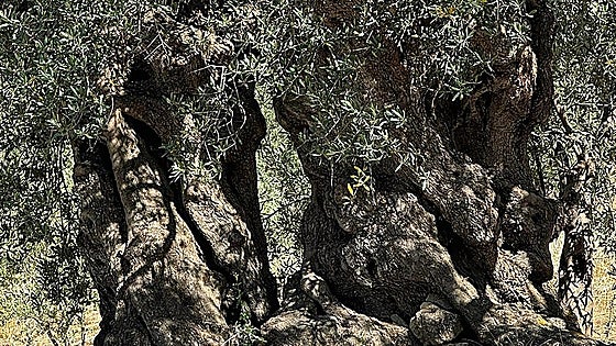 A journey through the roots, history and future of some of Malaga's oldest olive trees