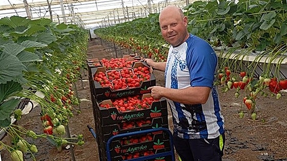 The Costa del Sol grower who has developed a sustainable method for his strawberries