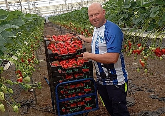 Benjamín Navarta with several boxes of freshly picked strawberries in Algarrobo.