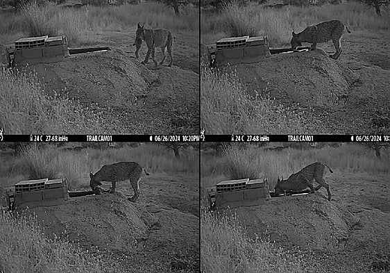 A first in Spain: Iberian lynx filmed dunking their prey to quench their kittens' thirst