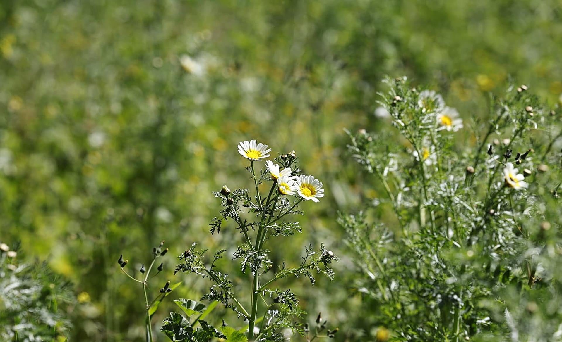 Scroll Story imagen 0