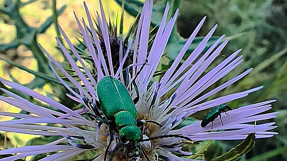 Much more than bugs: insects can save Malaga's Soliva lagoon