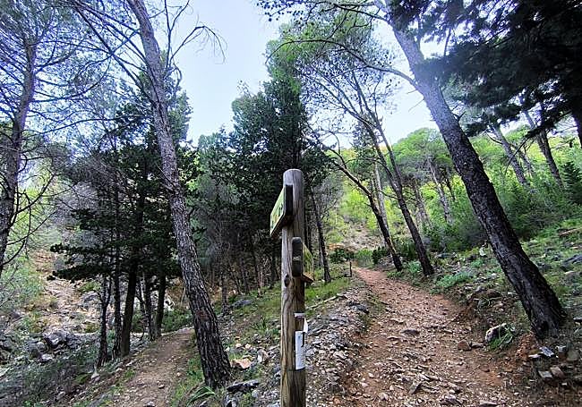 A walk through a dense pine forest