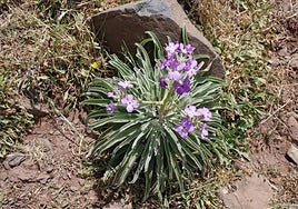 Matthiola maderensis Lowe.