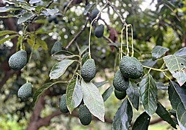 An avocado plantation in the Axarquía