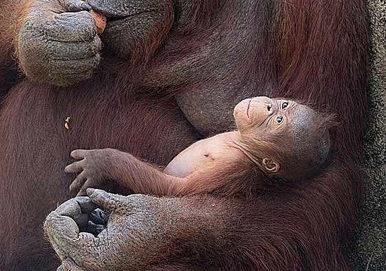 Surya, the mother, with her fourth infant, a male weighing 1.5 kilos, who has not yet been named.