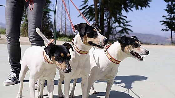 Archidona welcomes more than 1,000 dogs of 80 breeds to the canine fair