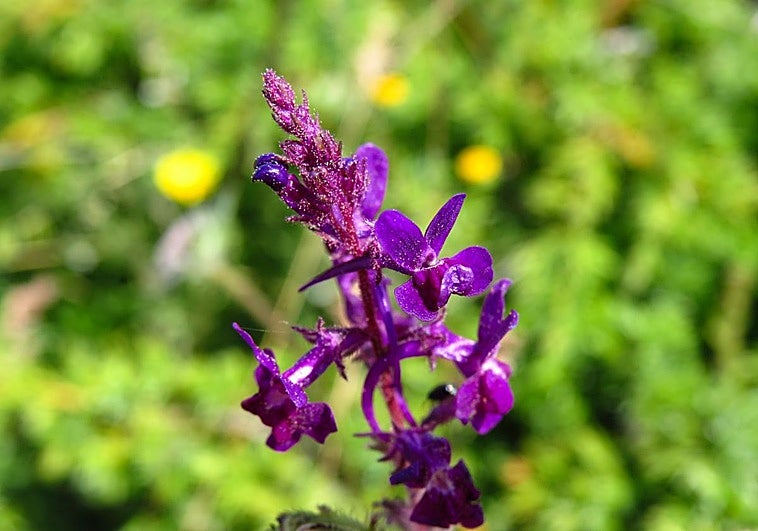Linaria elegans