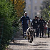 Police and other officials chasing after a wild boar near the Guadalmedina river in Malaga city.
