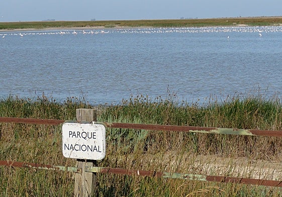 One of the open water spots in Doñana's marshlands.