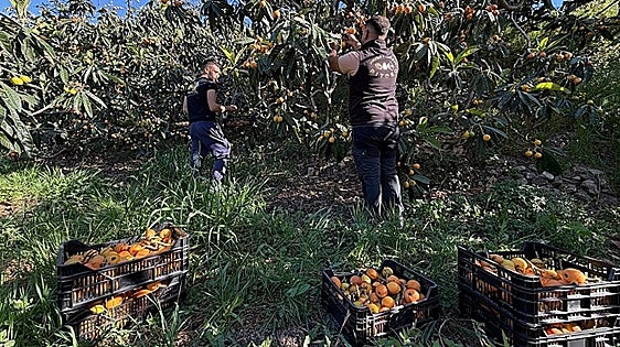 Granada's loquat harvest gets off to a slow start due to winter storms